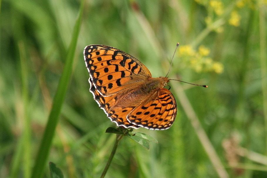 Argynnis aglaja?